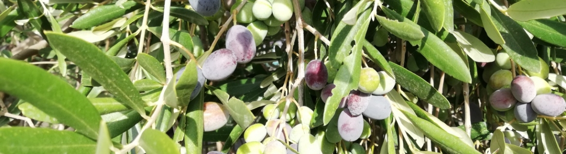 Las exportaciones españolas de aceituna negra a EE UU se hunden un 70% en agosto Las exportaciones españolas de aceituna negra a EE UU se hunden un 70% en agosto