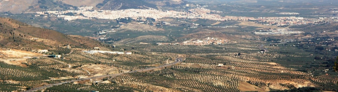 La Diputación Jaén aprueba una moción para pedir al Gobierno mejoras fiscales para los olivareros La Diputación Jaén aprueba una moción para pedir al Gobierno mejoras fiscales para los olivareros