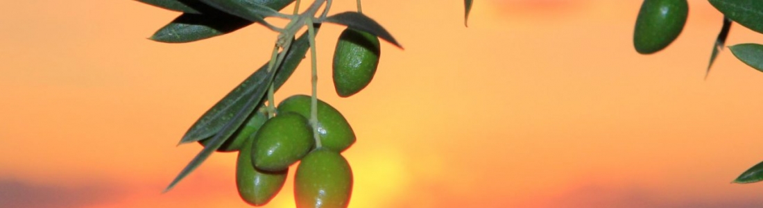 UPA Jaén pide al sector olivarero amplitud de miras y un análisis racional de los datos mundiales de producción y consumo UPA Jaén pide al sector olivarero amplitud de miras y un análisis racional de los datos mundiales de producción y consumo