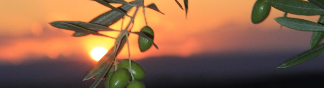 Vaticinios de cosecha de aceite de oliva alta, pero sin llegar a récord Vaticinios de cosecha de aceite de oliva alta, pero sin llegar a récord