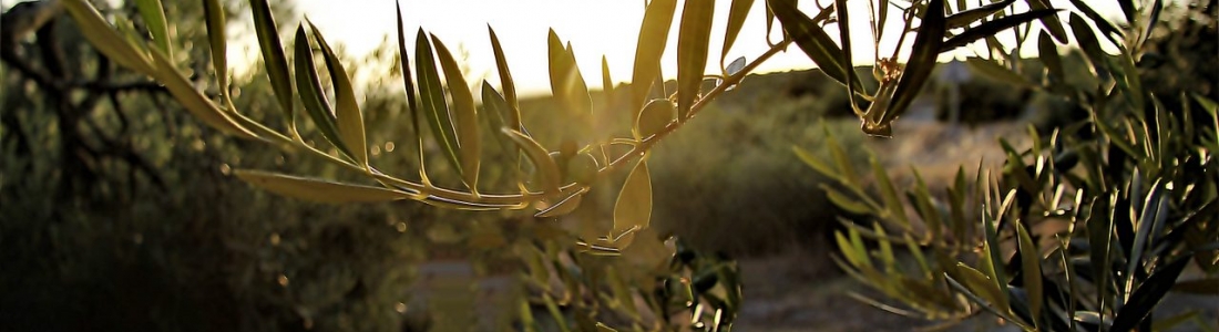 El aforo de aceite de oliva vuelve a hacer diana El aforo de aceite de oliva vuelve a hacer diana