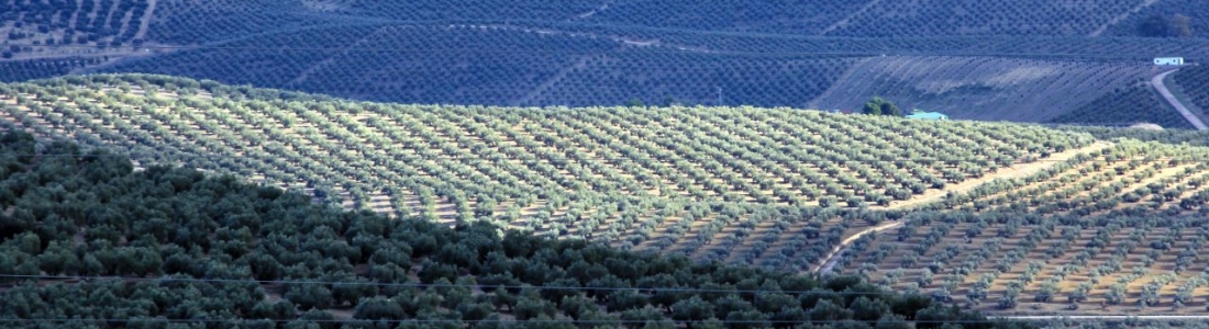 Quince profesoras suecas visitan el Campus Antonio Machado de Baeza para conocer el cultivo del olivar Quince profesoras suecas visitan el Campus Antonio Machado de Baeza para conocer el cultivo del olivar