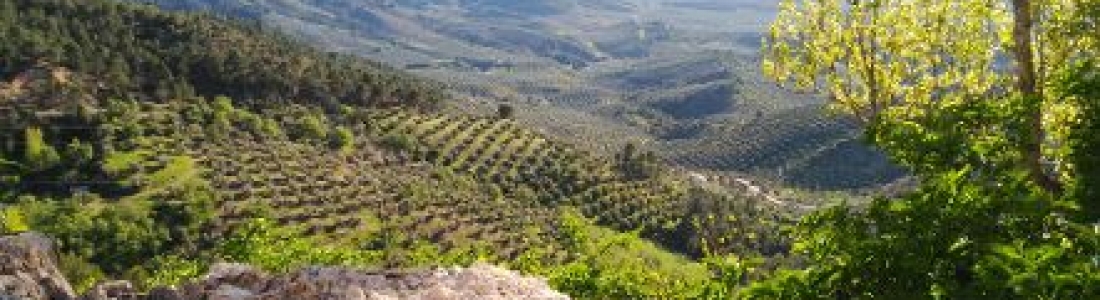 La DO Sierra de Segura entregará los Premios Ardilla a la calidad el próximo viernes La DO Sierra de Segura entregará los Premios Ardilla a la calidad el próximo viernes