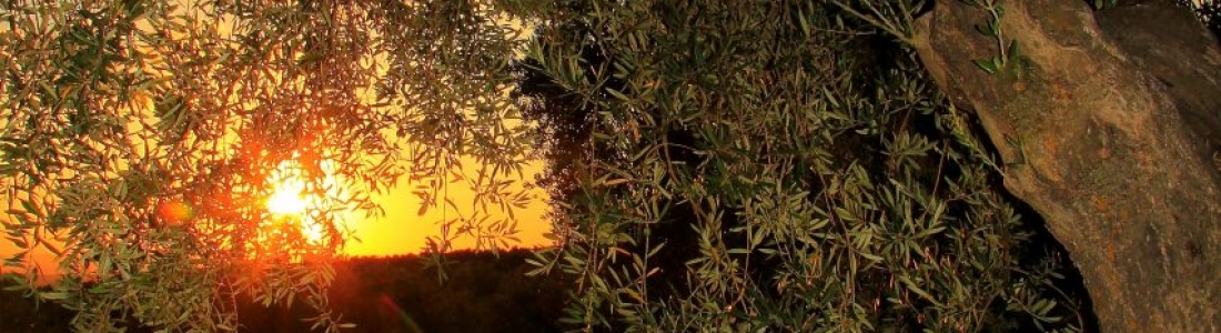 UPA Andalucía recuerda los frentes abiertos que tiene aún el sector del aceite de oliva y destaca el número de salidas UPA Andalucía recuerda los frentes abiertos que tiene aún el sector del aceite de oliva y destaca el número de salidas