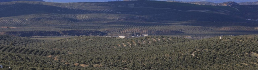 Un trabajo sobre los efectos del cambio climático en la producción del olivar gana el V Premio Internacional Castillo de Canena de Investigación Oleícola «Luis Vañó» Un trabajo sobre los efectos del cambio climático en la producción del olivar gana el V Premio Internacional Castillo de Canena de Investigación Oleícola «Luis Vañó»