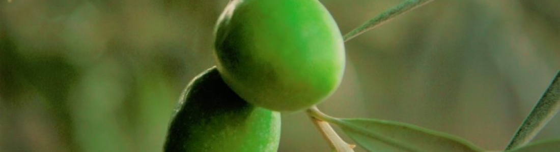La DO Sierra Mágina calcula una reducción de cosecha de aceituna de entre un 30 y un 40% respecto a la anterior La DO Sierra Mágina calcula una reducción de cosecha de aceituna de entre un 30 y un 40% respecto a la anterior