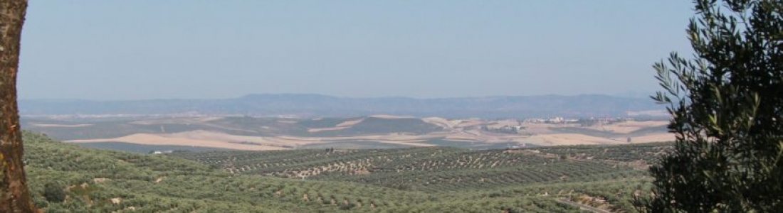 UPA-Andalucía alerta de los fallos en el programa para tramitar las ayudas de la PAC UPA-Andalucía alerta de los fallos en el programa para tramitar las ayudas de la PAC