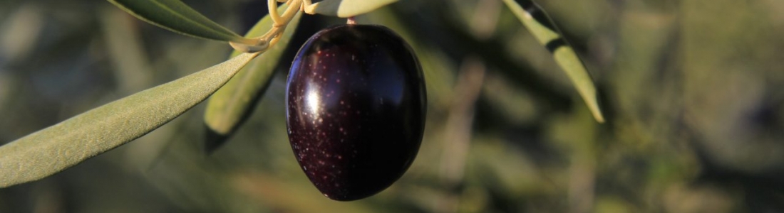 La DO Sierra de Cazorla estima una producción final de 140.000 toneladas de aceituna con un descenso que puede rondar el 45/50% La DO Sierra de Cazorla estima una producción final de 140.000 toneladas de aceituna con un descenso que puede rondar el 45/50%