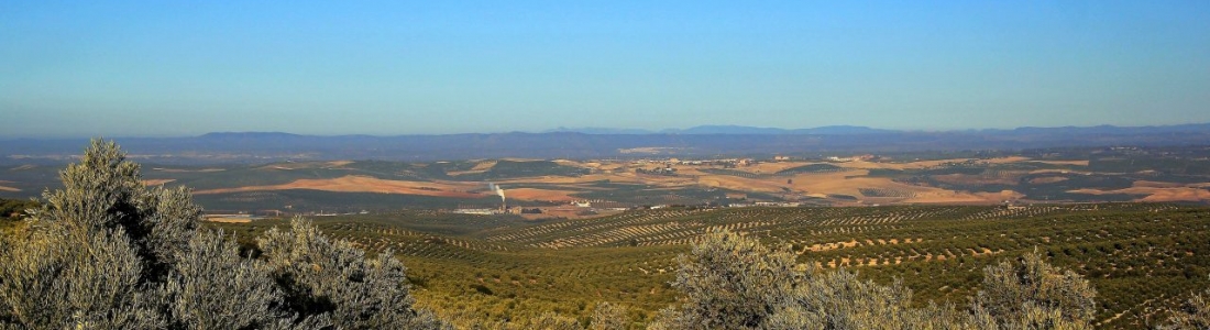 La producción de aceite de oliva alcanzó en diciembre casi 454.000 toneladas La producción de aceite de oliva alcanzó en diciembre casi 454.000 toneladas
