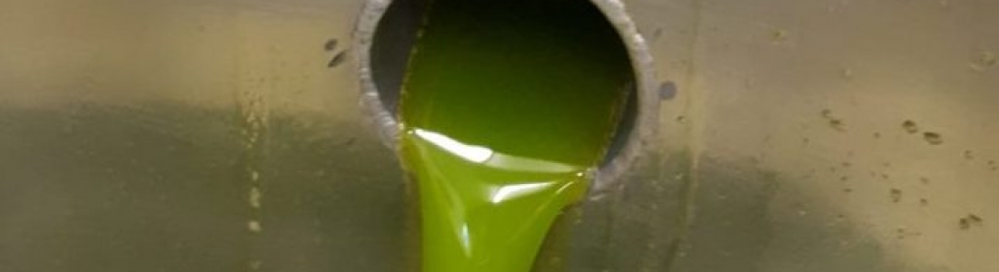 Los envasadores de Anierac comercializaron en noviembre casi 33 millones de litros de aceite de oliva Los envasadores de Anierac comercializaron en noviembre casi 33 millones de litros de aceite de oliva