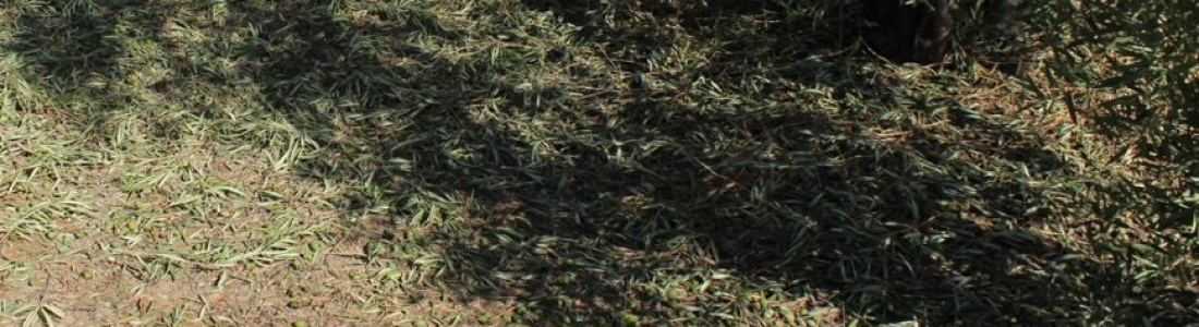 Banco Santander ofrece una línea de financiación de 10 millones de euros a los agricultores afectados por las tormentas de pedrisco en la provincia de Jaén Banco Santander ofrece una línea de financiación de 10 millones de euros a los agricultores afectados por las tormentas de pedrisco en la provincia de Jaén