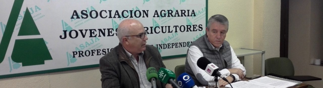 ASAJA-Jaén valora la campaña de «buenos precios» del aceite de oliva ASAJA-Jaén valora la campaña de «buenos precios» del aceite de oliva