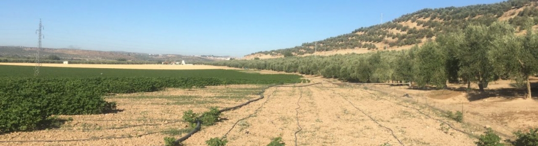 COAG-Jaén pide que se apliquen medidas para erradicar los daños de la fauna silvestre COAG-Jaén pide que se apliquen medidas para erradicar los daños de la fauna silvestre