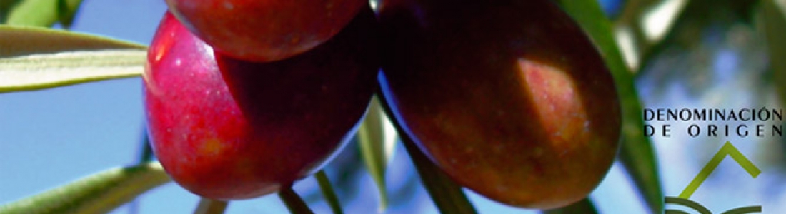 La DOP Sierra de Cazorla prevé una cosecha media de aceite de oliva, unas 40.000 toneladas La DOP Sierra de Cazorla prevé una cosecha media de aceite de oliva, unas 40.000 toneladas