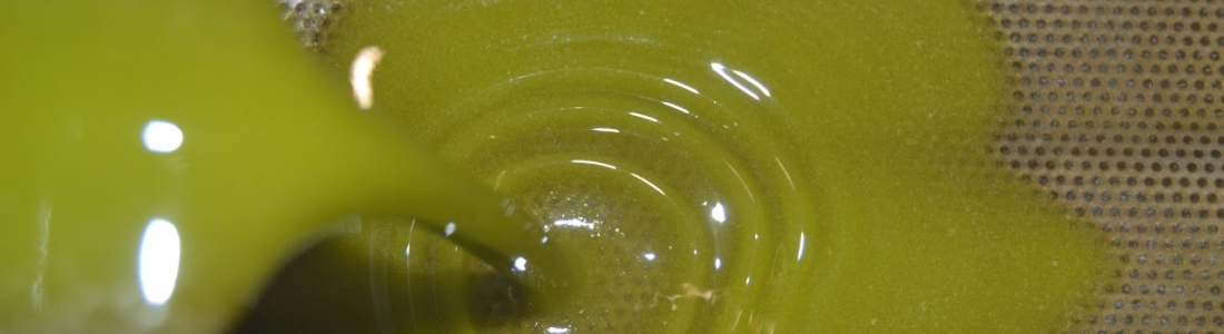 ASAJA-Jaén destaca que las salidas de aceite de oliva en julio ha sido la mejor cifra del año ASAJA-Jaén destaca que las salidas de aceite de oliva en julio ha sido la mejor cifra del año