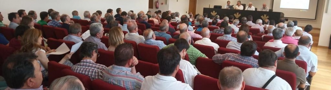 Cooperativas prevé una reducción de aceite de oliva cercana al 50% Cooperativas prevé una reducción de aceite de oliva cercana al 50%
