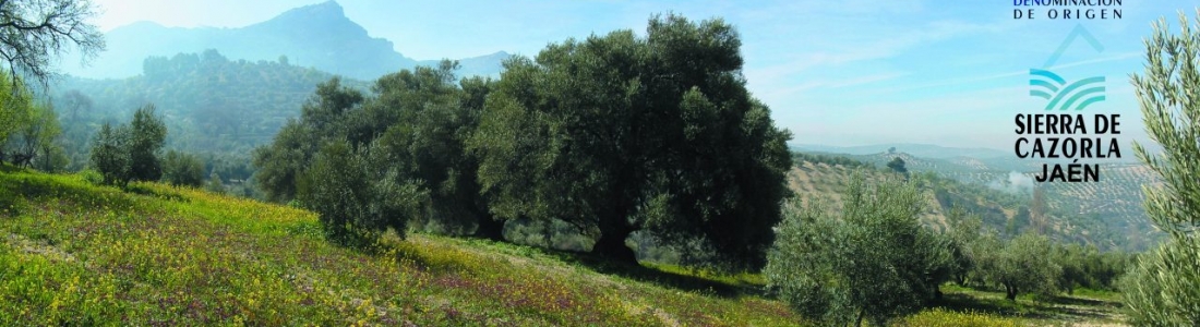 Finaliza la recolección de la aceituna en la DOP Sierra de Cazorla, que destaca los resultados “excelentes de calidad” Finaliza la recolección de la aceituna en la DOP Sierra de Cazorla, que destaca los resultados “excelentes de calidad”