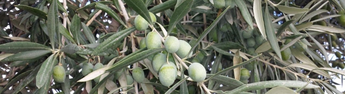 La DO Sierra de Cazorla prevé una reducción de cosecha de aceite de oliva de entre un 40 y un 50% menos respecto a la campaña anterior La DO Sierra de Cazorla prevé una reducción de cosecha de aceite de oliva de entre un 40 y un 50% menos respecto a la campaña anterior