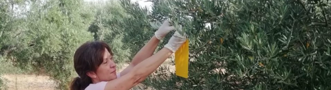La DO Sierra de Segura ultima los tratamientos contra la mosca del olivo La DO Sierra de Segura ultima los tratamientos contra la mosca del olivo