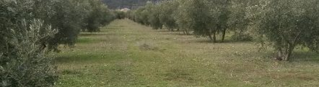 Informan a favor de la extensión de norma de la Interprofesional del Aceite de Orujo de Oliva y de Aceitunas de Mesa Informan a favor de la extensión de norma de la Interprofesional del Aceite de Orujo de Oliva y de Aceitunas de Mesa