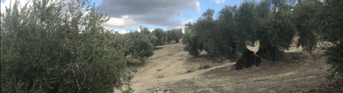 UPA Jaén lanza un mensaje de tranquilidad a los olivareros y defiende medidas para un reparto de la PAC más justo y social UPA Jaén lanza un mensaje de tranquilidad a los olivareros y defiende medidas para un reparto de la PAC más justo y social