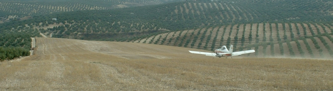 La DO Sierra Mágina actuará contra la mosca del olivo para preservar la calidad La DO Sierra Mágina actuará contra la mosca del olivo para preservar la calidad