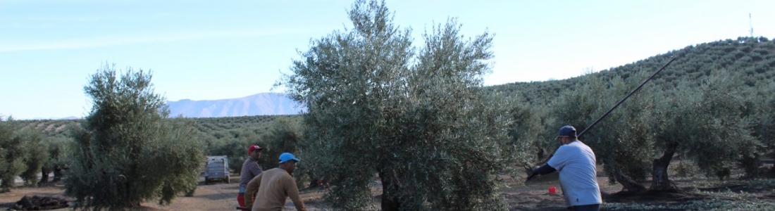 La DO Sierra Mágina produce hasta mediados de enero 28.000 toneladas de aceite de oliva La DO Sierra Mágina produce hasta mediados de enero 28.000 toneladas de aceite de oliva