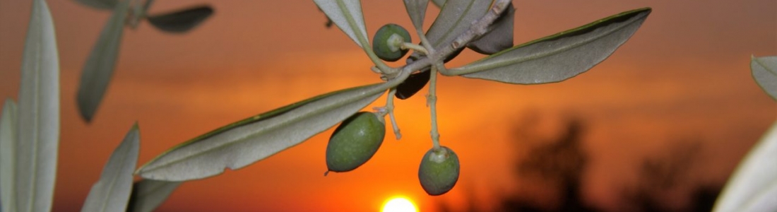 La climatología, como siempre, tendrá la última palabra en las cifras de producción de aceite de oliva La climatología, como siempre, tendrá la última palabra en las cifras de producción de aceite de oliva