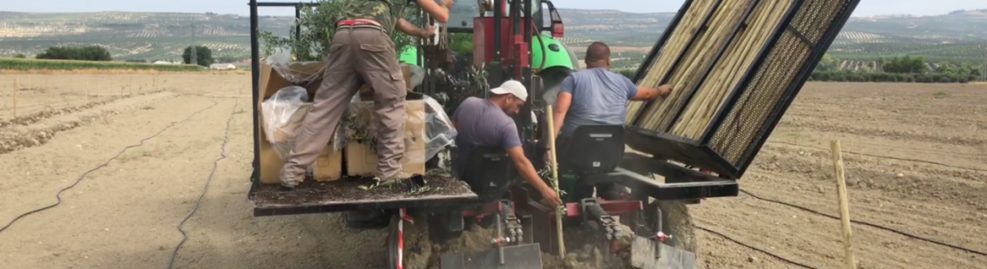 El Grupo Oleícola Jaén lleva a cabo una plantación experimental de 15 hectáreas de olivar resistentes al verticilium El Grupo Oleícola Jaén lleva a cabo una plantación experimental de 15 hectáreas de olivar resistentes al verticilium
