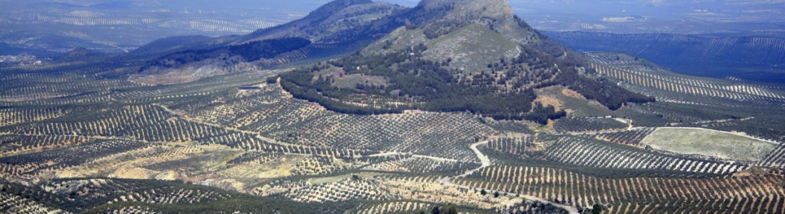 UPA y COAG descartan que el olivar haya sufrido daños por los efectos de la ola de frío UPA y COAG descartan que el olivar haya sufrido daños por los efectos de la ola de frío