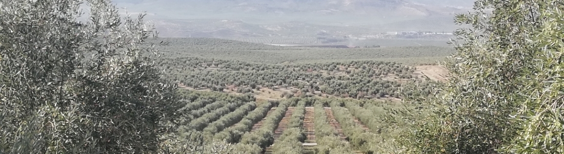 El Ministerio de Agricultura prorroga el plazo para presentar la solicitud única de ayudas de la PAC 2020 El Ministerio de Agricultura prorroga el plazo para presentar la solicitud única de ayudas de la PAC 2020