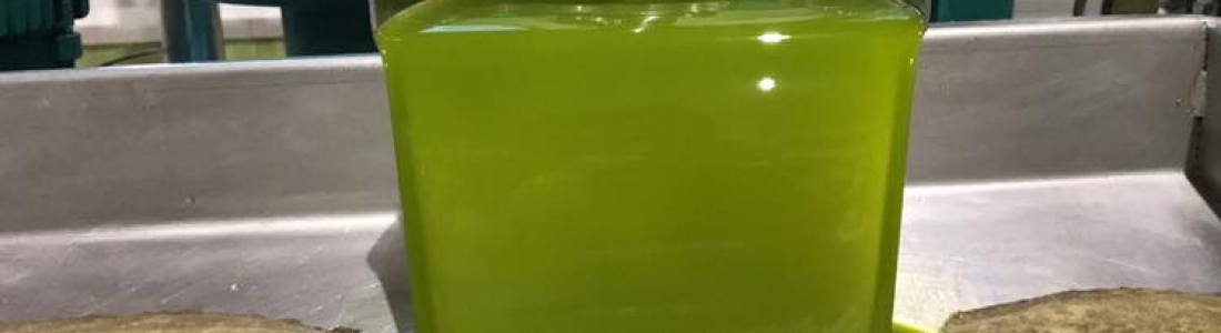 Cooperativas señala que España producirá el 75% del aceite de la Unión Europea y tendrá más de la mitad de la producción mundial Cooperativas señala que España producirá el 75% del aceite de la Unión Europea y tendrá más de la mitad de la producción mundial