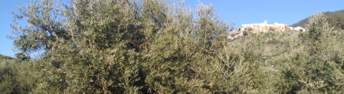 La DO Sierra de Segura augura un descenso en la próxima cosecha de aceite de oliva La DO Sierra de Segura augura un descenso en la próxima cosecha de aceite de oliva