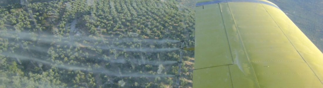 La DO Sierra de Segura inicia los tratamientos aéreos contra la mosca del olivo La DO Sierra de Segura inicia los tratamientos aéreos contra la mosca del olivo