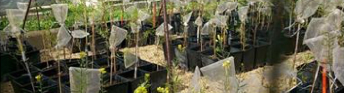 Un estudio de la UJA señala que el cambio climático podría poner en riesgo los actuales cultivos de semillas oleaginosas en Europa Un estudio de la UJA señala que el cambio climático podría poner en riesgo los actuales cultivos de semillas oleaginosas en Europa