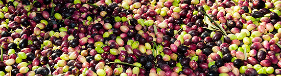 UPA Andalucía defiende unos precios justos en la próxima campaña de aceituna de mesa UPA Andalucía defiende unos precios justos en la próxima campaña de aceituna de mesa