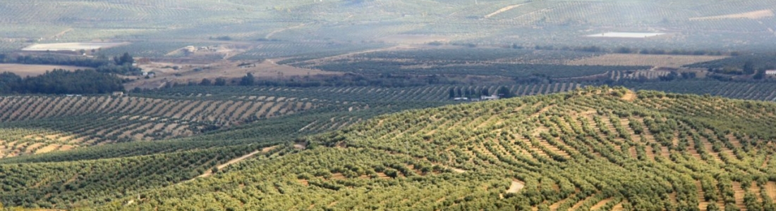 El COI elige Jaén para conmemorar el Día Mundial del Olivo en España El COI elige Jaén para conmemorar el Día Mundial del Olivo en España