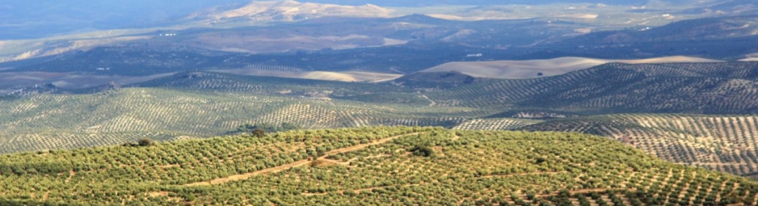 El precio medio del aceite de oliva virgen extra en origen supera ya los 3,5 euros el kilo El precio medio del aceite de oliva virgen extra en origen supera ya los 3,5 euros el kilo