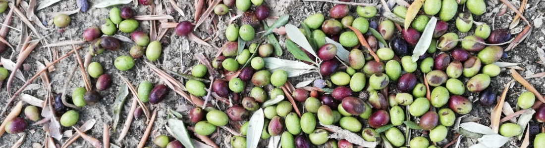 Ucrania se convierte en el país número 62 en producir aceite de oliva Ucrania se convierte en el país número 62 en producir aceite de oliva