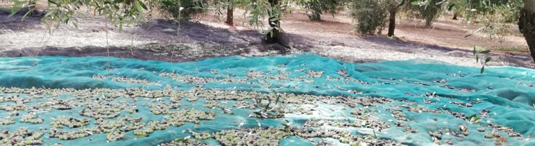 Abierto el plazo de inscripción para el XIX Premio a la Calidad del aceite de Oliva Virgen Extra para países del Hemisferio Norte Abierto el plazo de inscripción para el XIX Premio a la Calidad del aceite de Oliva Virgen Extra para países del Hemisferio Norte