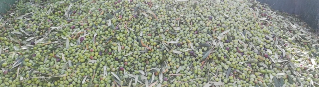 La COAG estima que la subida de los aranceles anunciada por Trump afectará a un volumen de exportaciones agrícolas españolas cercanas a los 1.000 millones de euros La COAG estima que la subida de los aranceles anunciada por Trump afectará a un volumen de exportaciones agrícolas españolas cercanas a los 1.000 millones de euros