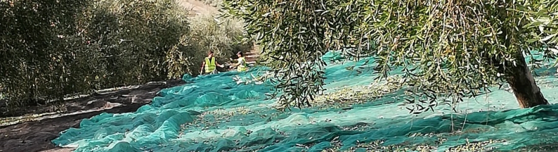 Jaén está a casi 67.000 toneladas de aceite de oliva entre lo que estima el aforo de la Junta respecto a su récord productivo Jaén está a casi 67.000 toneladas de aceite de oliva entre lo que estima el aforo de la Junta respecto a su récord productivo