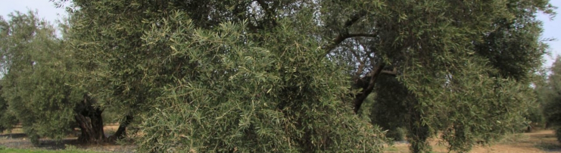 El próximo martes comienza la rebusca de la aceituna en la provincia de Jaén El próximo martes comienza la rebusca de la aceituna en la provincia de Jaén