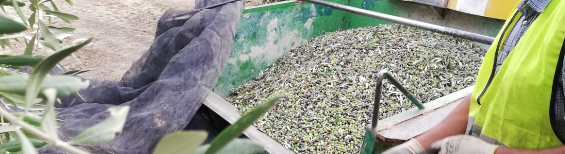 COAG pide una mesa de trabajo para analizar el uso de quads en la recogida de la aceituna COAG pide una mesa de trabajo para analizar el uso de quads en la recogida de la aceituna