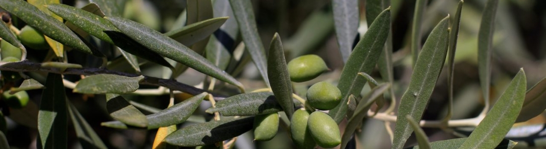 UPA-Jaén pronostica una cosecha media de en torno a 1,3 millones de toneladas de aceite de oliva UPA-Jaén pronostica una cosecha media de en torno a 1,3 millones de toneladas de aceite de oliva