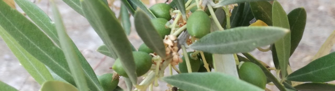 Los precios del aceite de oliva en el mercado de origen continúan estables, entre los 2,3 y los 2,8 euros el kilo Los precios del aceite de oliva en el mercado de origen continúan estables, entre los 2,3 y los 2,8 euros el kilo