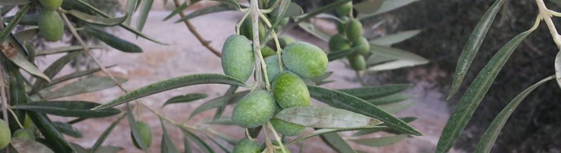 España comercializa más de 1,3 millones de toneladas de aceite se oliva hasta finales de julio, un 16% más que la campaña anterior España comercializa más de 1,3 millones de toneladas de aceite se oliva hasta finales de julio, un 16% más que la campaña anterior