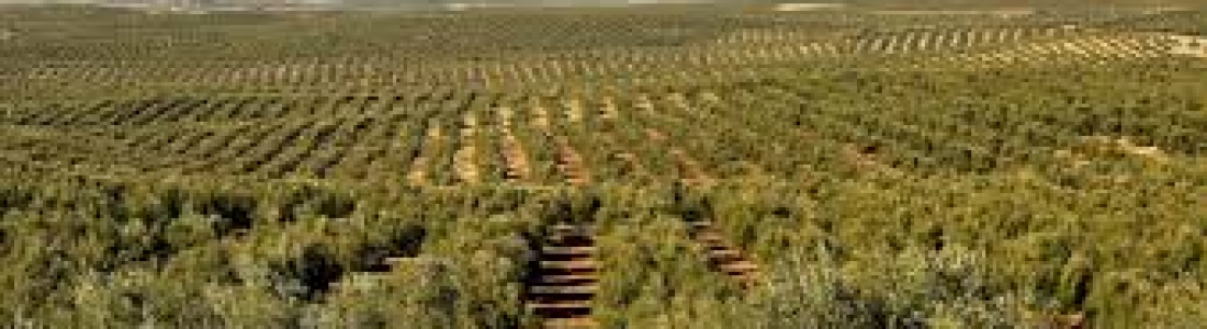 La lluvia propicia el adelanto de la apertura de algunos albergues y paraliza la recolección de la aceituna La lluvia propicia el adelanto de la apertura de algunos albergues y paraliza la recolección de la aceituna