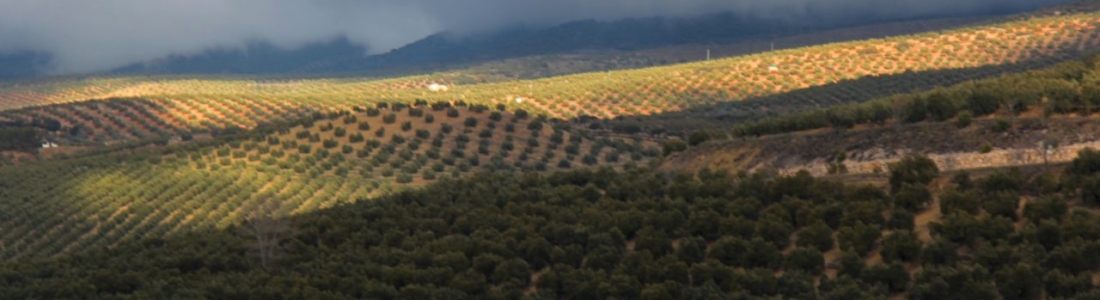 Dcoop analiza los suelos agrícolas Dcoop analiza los suelos agrícolas