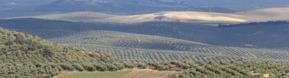 Programa de la World Oil Olive Exhibition Programa de la World Oil Olive Exhibition
